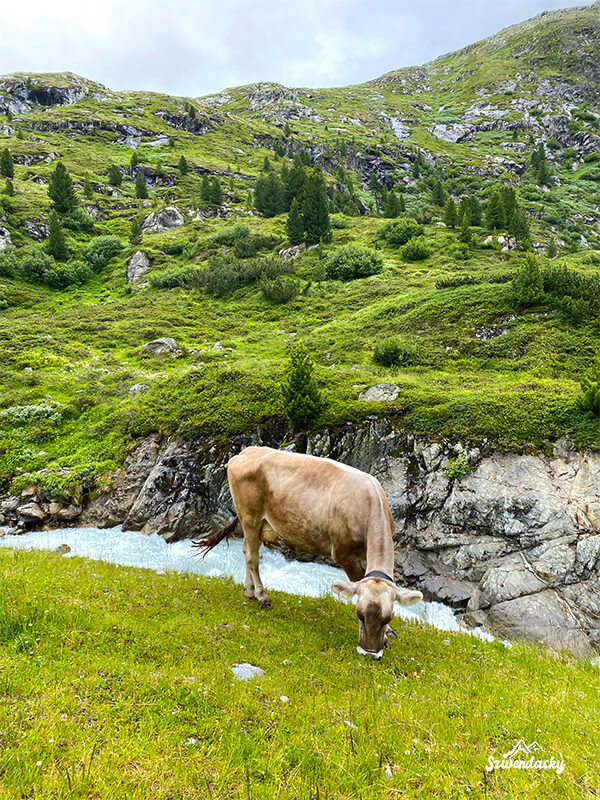 Alpejska krowa
